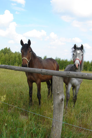 Konie z pobliskiej stadniny-możliwość nauki jazdy konnej