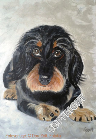 Hundeporträt, Hundeportrait, Tierporträt, Tierportrait, Dackel, Rauhaardackel