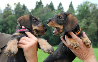 Baronesse & Frieda