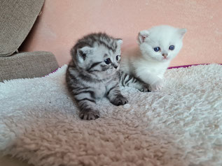 Spotted Mädchen und Nelly, Silver-Point