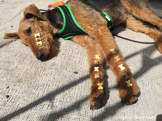 Yuma von Markus Gartenmann gechillt