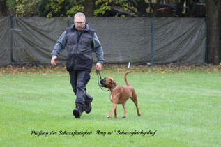 Boxer Hund vonderwaldnielerheide ZTP