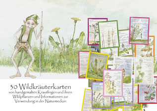 Wildkräuterkarten Krautlinge Aquarellzeichnungen mit Krautling, Wildkräuterkarten, Kräuterkarten, Lernkarten