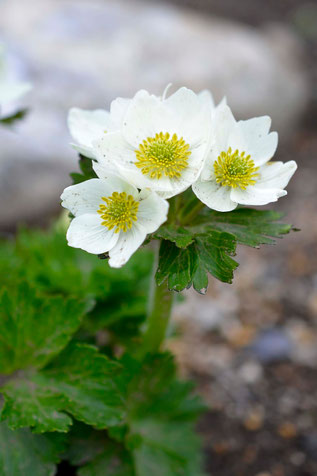 キンポウゲ科 - 稚内市北方植物園