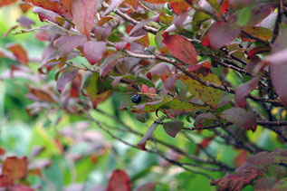 ナツハゼ(夏櫨)の紅葉