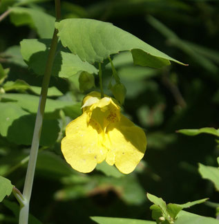 Fleur vue de face