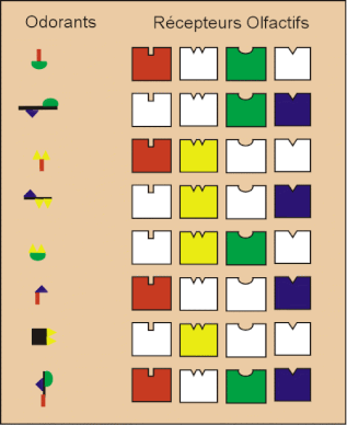 Le codage combinatoire des récepteurs olfactifs pour les molécules odorantes (Malnic et al., 1999)