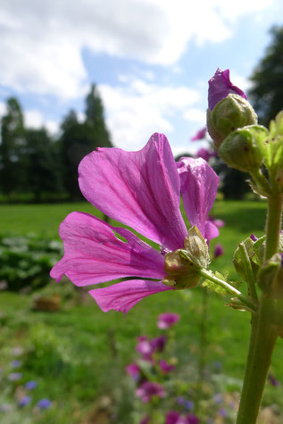 Mauve de Mauritanie, photo Isabelle Bouchex été 2024
