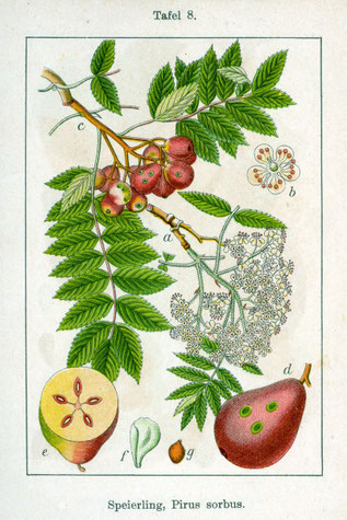 Illustration des Speierlings – Bild: Johann Georg Sturm "Deutschlands Flora in Abbildungen", 1796
