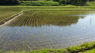 田植後の苗田