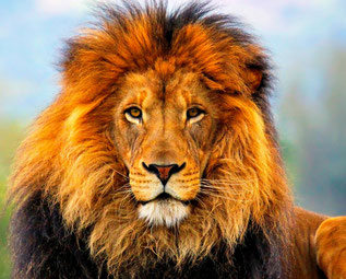 lion, african lion, lion facts, the lion king