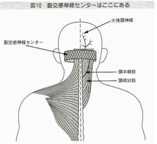 首の後ろには自律神経のセンター（脳神経核）がある。