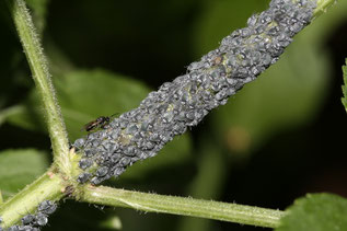 Ameisen "halten" Blattläuse als Honigtau-Spender, Foto: Helge May
