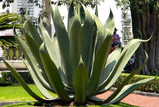 Planta de maguey (Agave salmiana). /© Marisol Correa- Ascencio /SINC