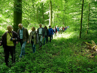 Im Gänsemarsch durch den Märchenwald (Foto: Henning Städtler)