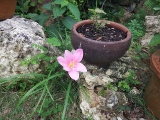 すいせんの花?