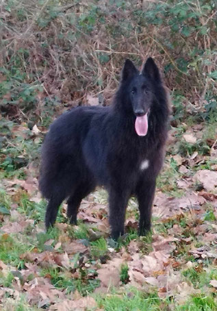 Le Groenendael se distingue par l'aspect de sa fourrure, son poils est long et lisse de longueur moyenne sur le corps et plus abondant autour du cou et du poitrail (la collerette est plus abondante chez le mâle). Il est de couleur noire.