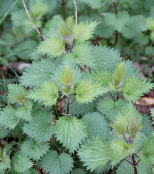 L'ortie, une plante de grande puissance pour nourrir le système hormonal.