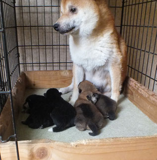 赤柴志乃とその子犬たちの画像