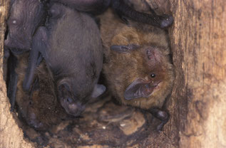 Foto: (NABU/D. Nill) Mückenfledermaus mit Jungen