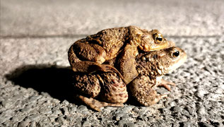 Einfach mal tragen lassen, denken sich wohl die männlichen Tiere oft. So kommt man einfacher durchs Leben.. (S.Reinecke)