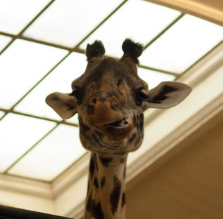 Giraffe Sommerkafi Sool