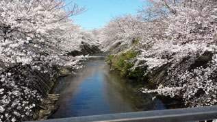 恩田川の桜