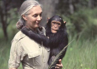 jane goodall dictée singe
