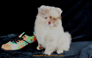 Pomeranian Hündin Voxy Lady von der Arnold's Eiche.