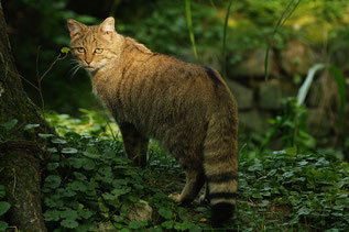 Besondere Beobachtungen Sichtungen Kreis Wildkatze NABU Düren