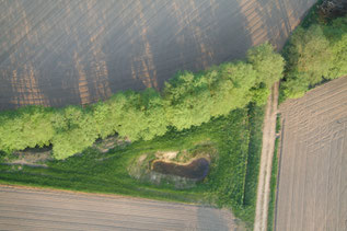 Gelbbauchunke Lurch des Jahres 2014 Natur des Jahres 2014 NABU Düren