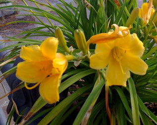 Hemerocallis