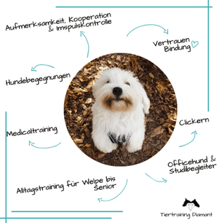 Infografik zum Einzelcoaching der Hundeschule Tiertraining Diamant in Salzburg: Das visuelle Schema zeigt ein Foto eines kleinen Maltesers, umgeben von Texten zu den Trainingsbereichen, Alltagstraining, Basisausbildung, Therapiebegleithund und Bürohund.