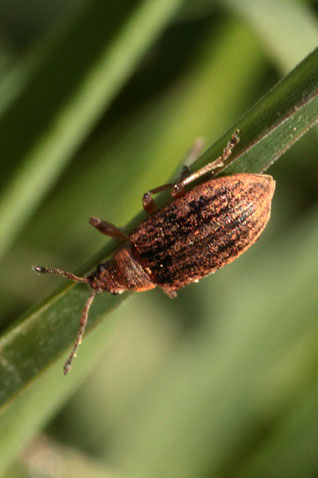 Birnen-Grünrüssler - Phyllobius pyri;  ca. 4 - 5 mm; ruhend auf einem Acker-Randstreifen bei Langensteinbach (G. Franke, 20.04.2021) Bestätigung der Art durch kerbtier.de #252201