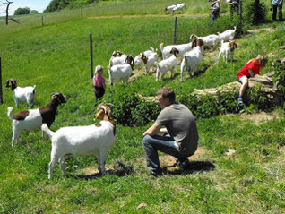 4. Europäisches Buren- und Ziegenzüchtertreffen am 23. und 24. Mai 2009 im Saarland