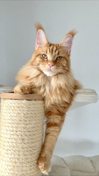 Chatte  Maine Coon femelle Red Blotched Tabby