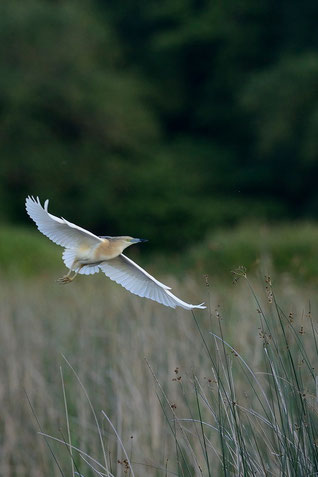 Crabier chevelu - St Michel en Brenne (36) -  31/05/2014