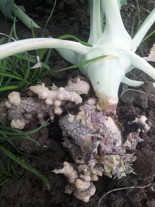 Lagerkohlrabi mit Kohlhernie