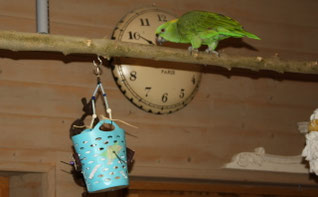 Amazone avec un panier de fouille