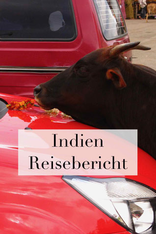 Reisebericht Indien Urlaub: Heilige Kühe im Land, Erfahrungen.