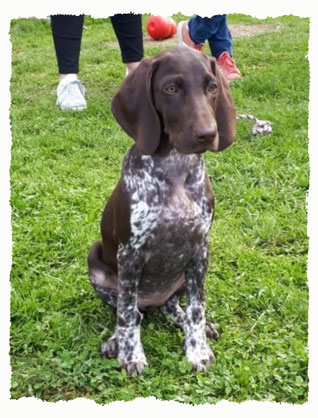 Chiot Braque Allemand à l'école pour chiots à Dax