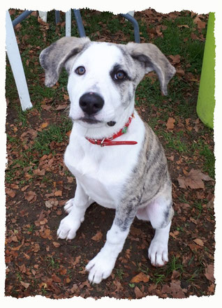 Chiot Croisé Berger à l'école pour chiots à Dax