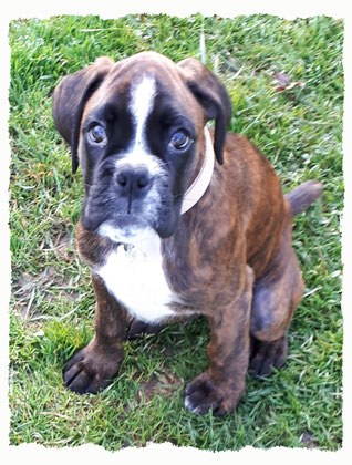 Chiot Boxer à l'école pour chiots à Dax