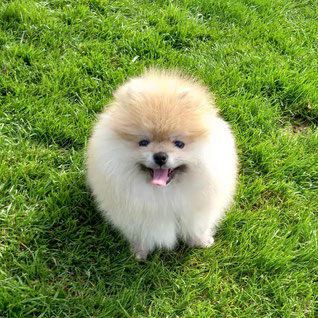 Chiot Spitz à l'école pour chiots à Dax