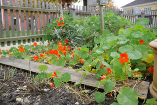 Garten im Stiegl Gut