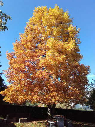Pflanzen Herbst