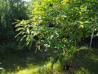 マハチャノックマンゴー　2025/10/18