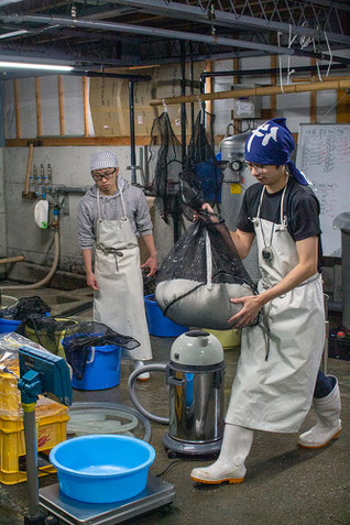 ②吸水後は水を切ってから計量する。 数値はその都度、白板に書きつけていく。