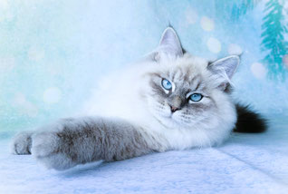 blue tabby point