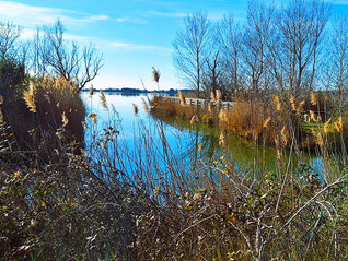 Etang des Aulnes St Martin de Crau : Mercredi 14 février 2024